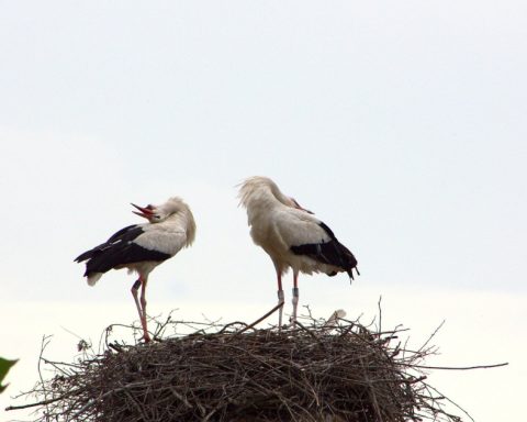 stork-couple-ritual-greeting