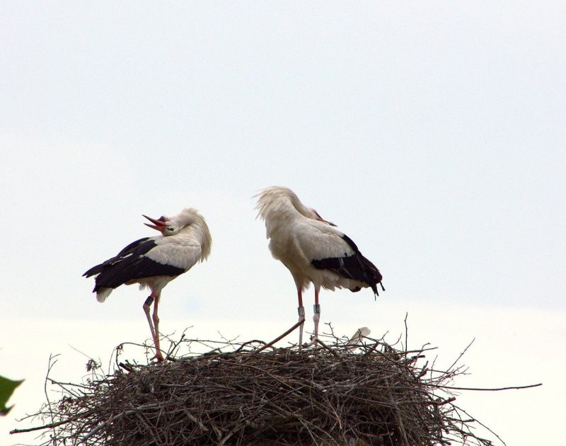 stork-couple-ritual-greeting